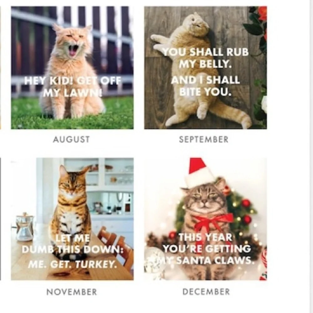 Pissed-Off Cats 2026 Calendar - Large 11x22 Size